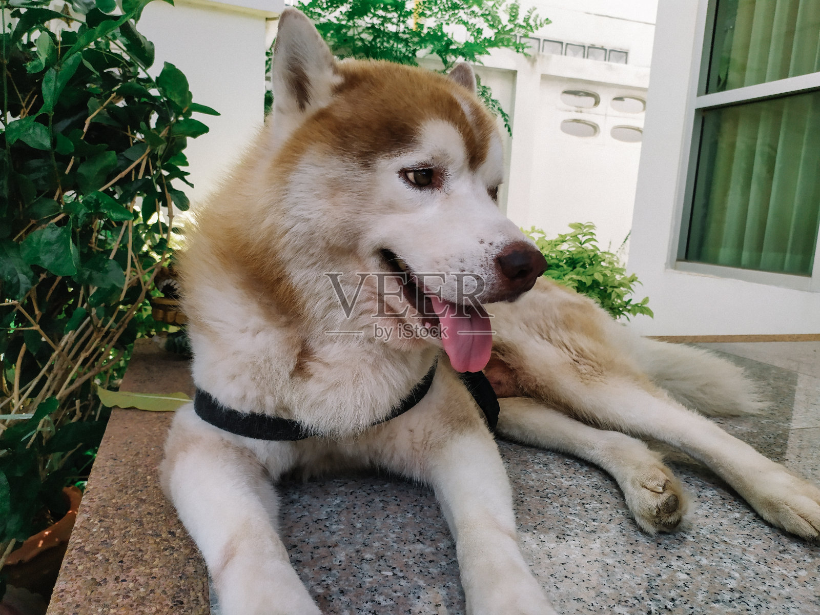 哈士奇狗照片摄影图片