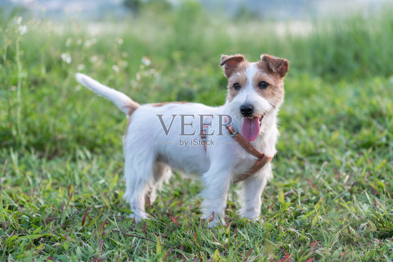 杰克罗素梗在草地上玩照片摄影图片