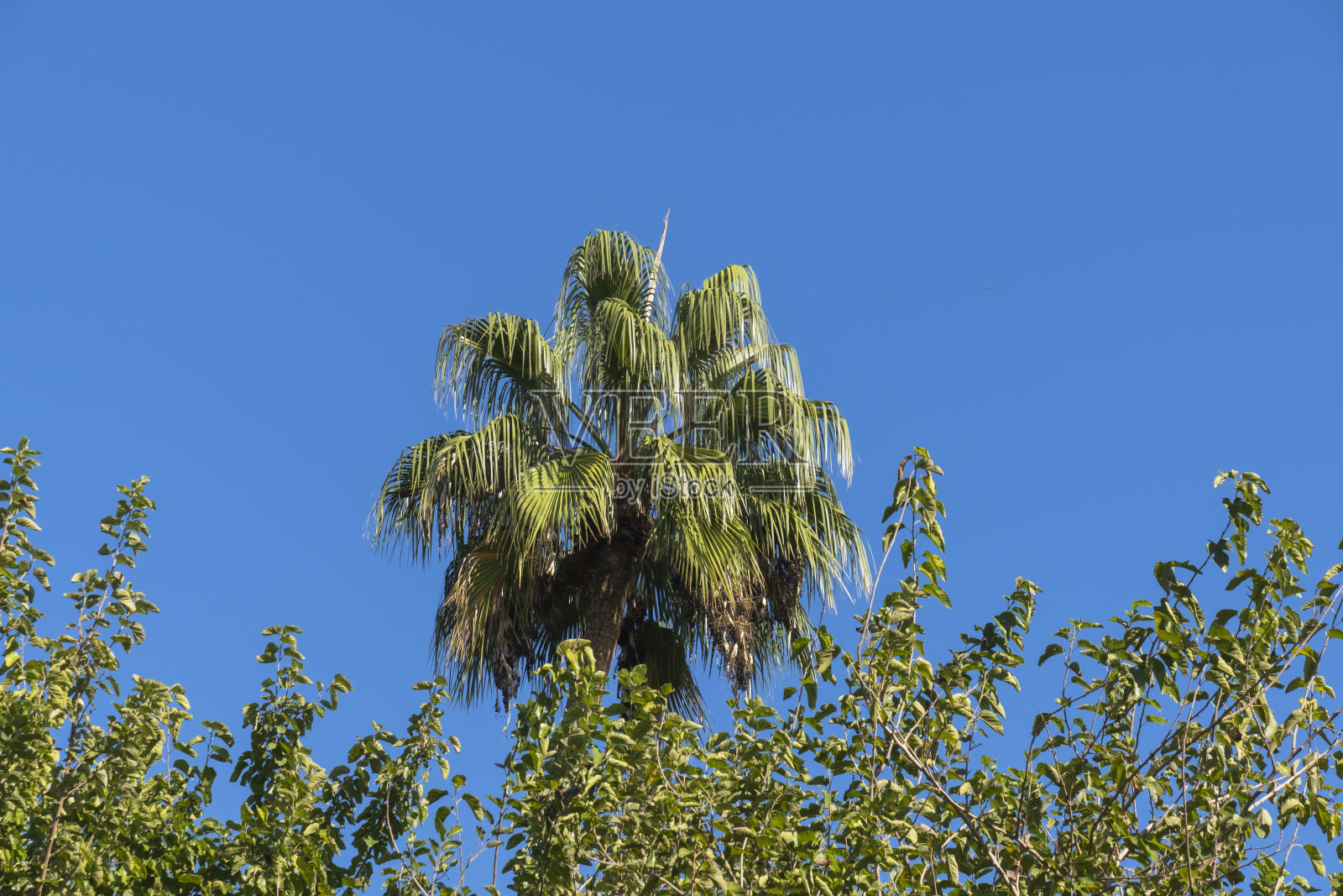 棕榈树和桑树。蓝色的天空照片摄影图片