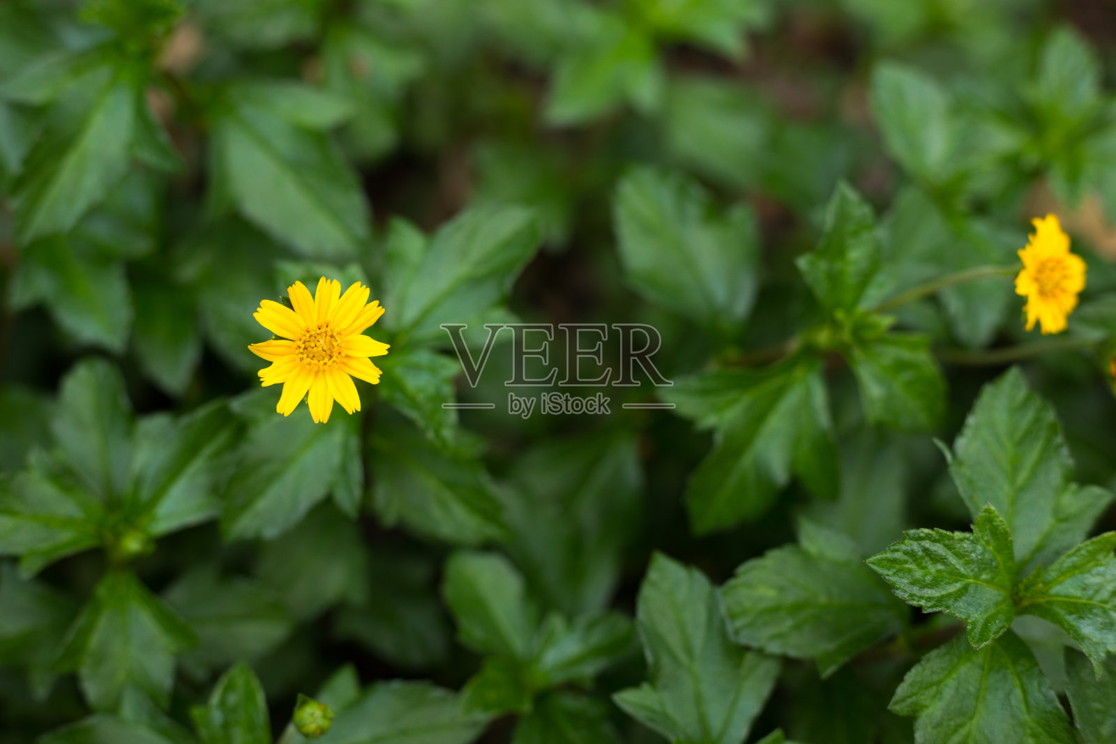 泰国的小黄花照片摄影图片