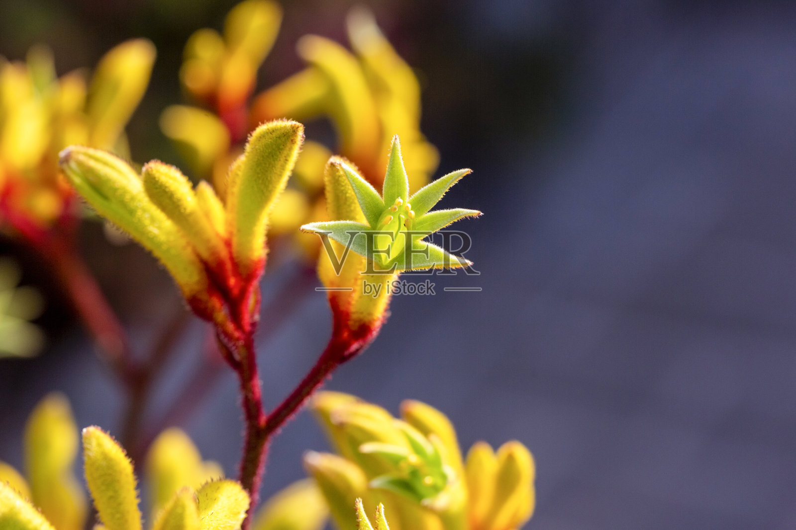 特写黄色袋鼠爪花蕾和花，微距摄影，背景复制空间照片摄影图片