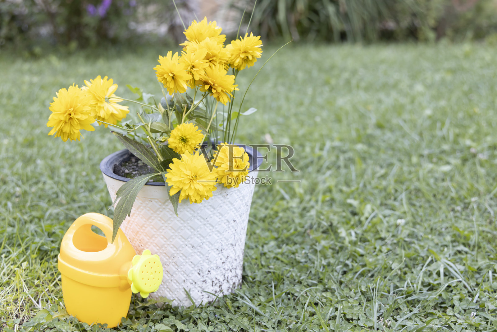 黄色的花在一个花盆里，黄色的罐子在草地上。照片摄影图片