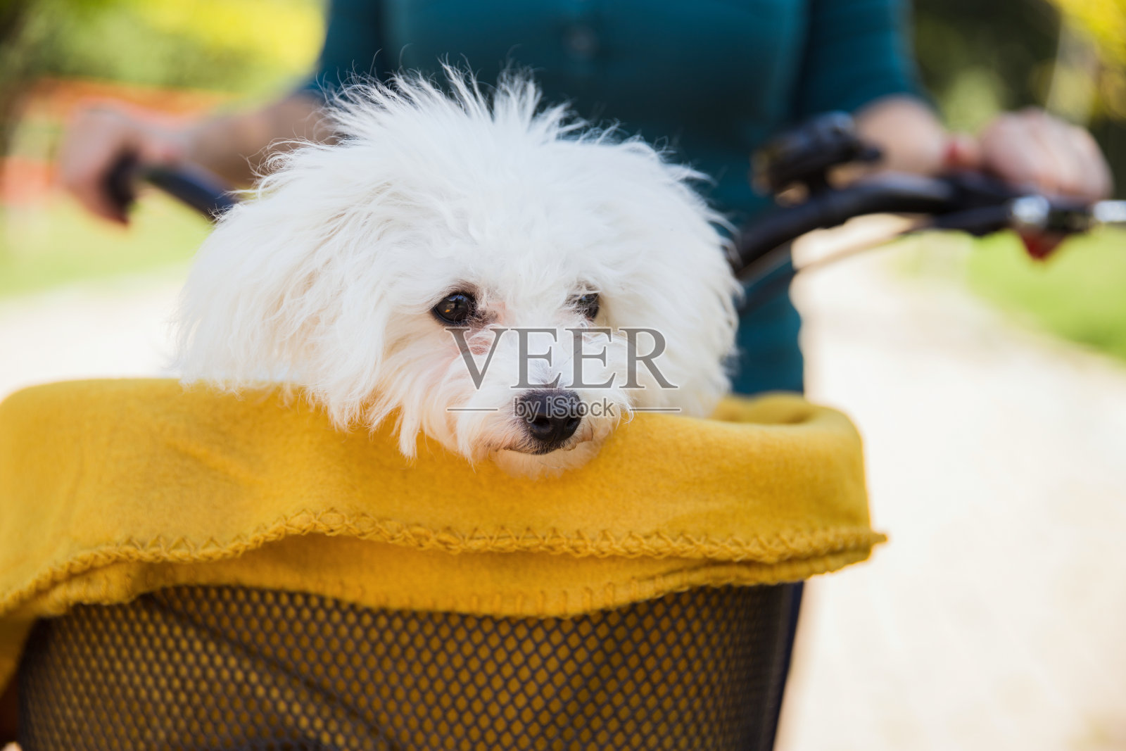 毛绒绒的白色狗，盖着毯子在自行车篮子里旅行照片摄影图片