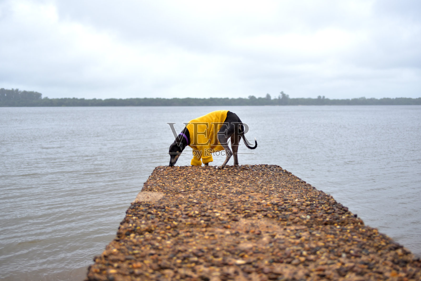 狗在里约热内卢海滩上照片摄影图片