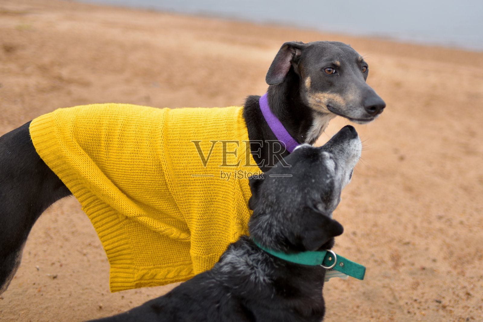 狗在里约热内卢海滩上照片摄影图片