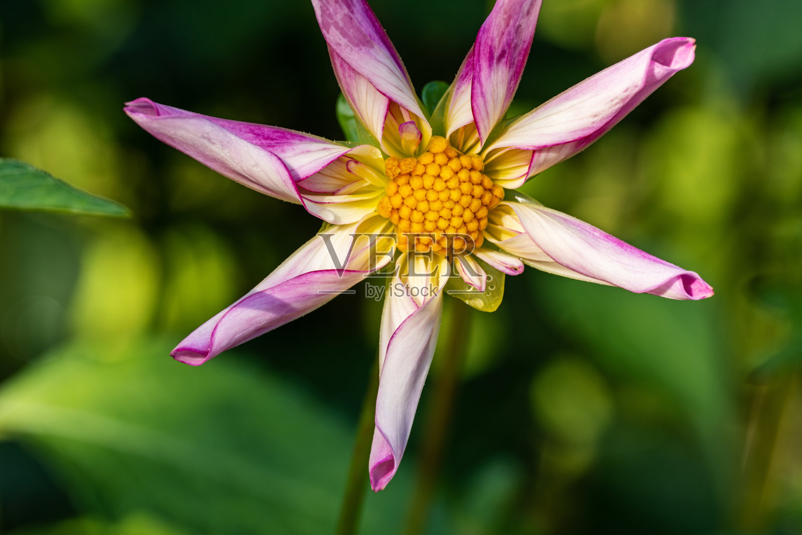 紫色的花照片摄影图片