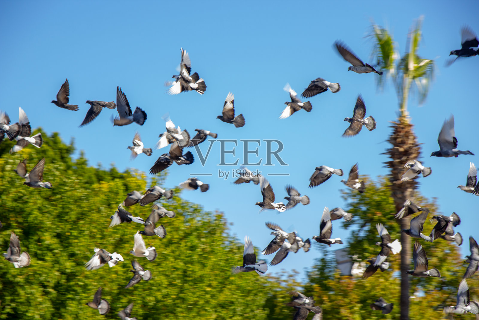 鸽子在土耳其达里安的街道上飞翔照片摄影图片