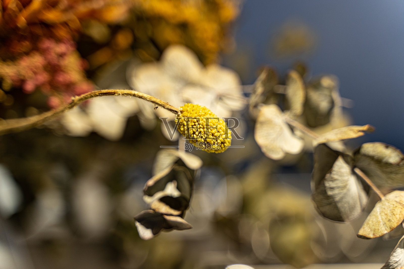 干花装饰照片摄影图片