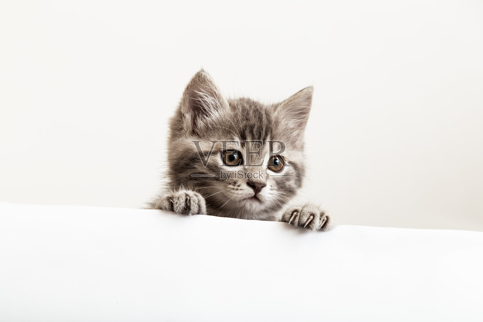 小猫惊讶的肖像用爪子窥视着空白的白色告示牌的侧面。花斑宝宝猫海报模板。宠物猫好奇地窥视白色横幅背景与复制空间照片摄影图片