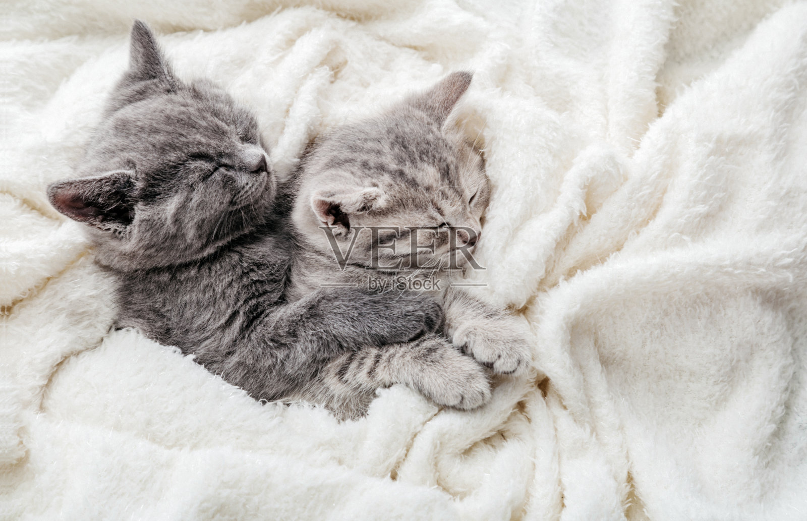 一对小猫在白色的床上拥抱着睡觉。拥抱爱2只猫。纯种猫家族。家养宠物有舒适温柔的休息。顶部视图与复制空间。照片摄影图片