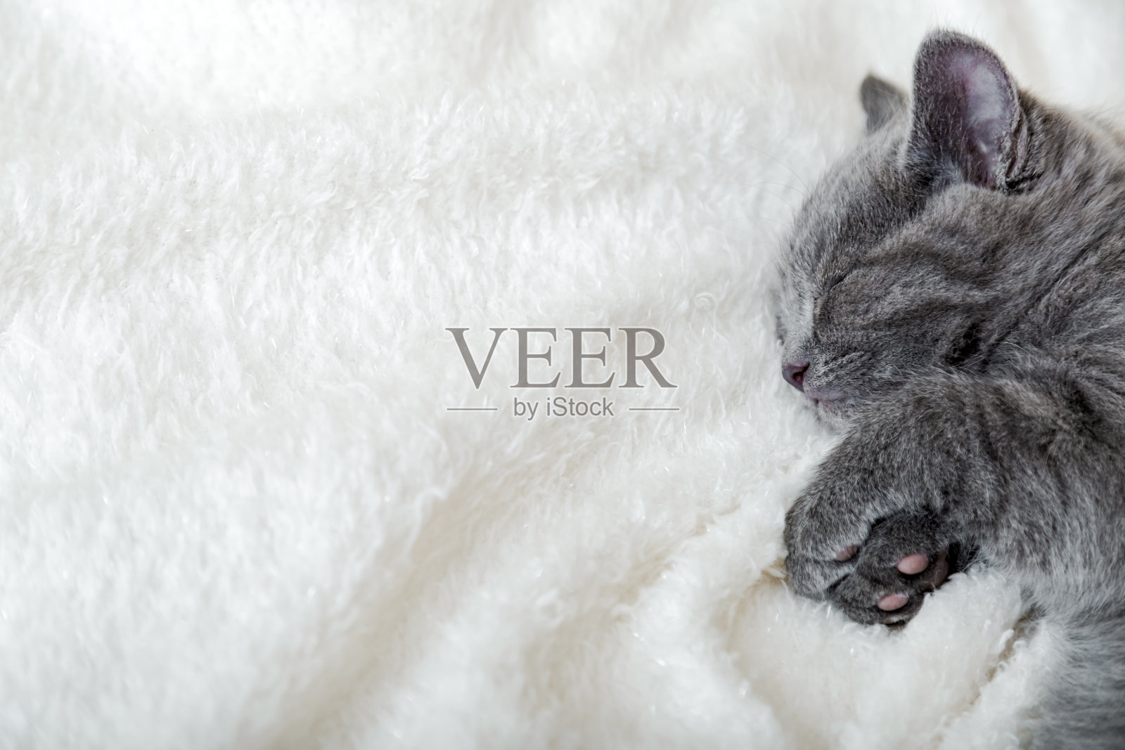 可爱的灰色小猫睡在白色柔软的毯子上。猫在床上打盹休息。舒适的宠物在舒适的家里睡觉。顶部视图与复制空间照片摄影图片