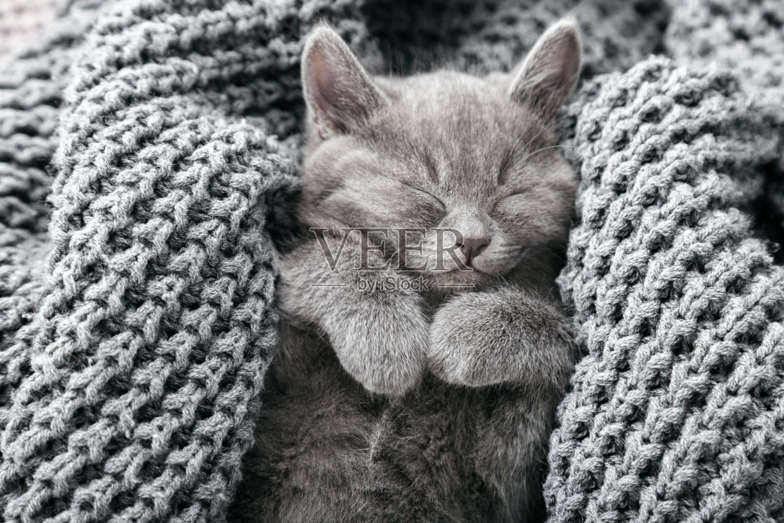 美丽的灰色小猫的肖像放松睡眠在柔软的灰色针织背景。家庭宠物打盹。小猫放松。快乐的家动物猫有甜蜜的梦。俯视图照片摄影图片