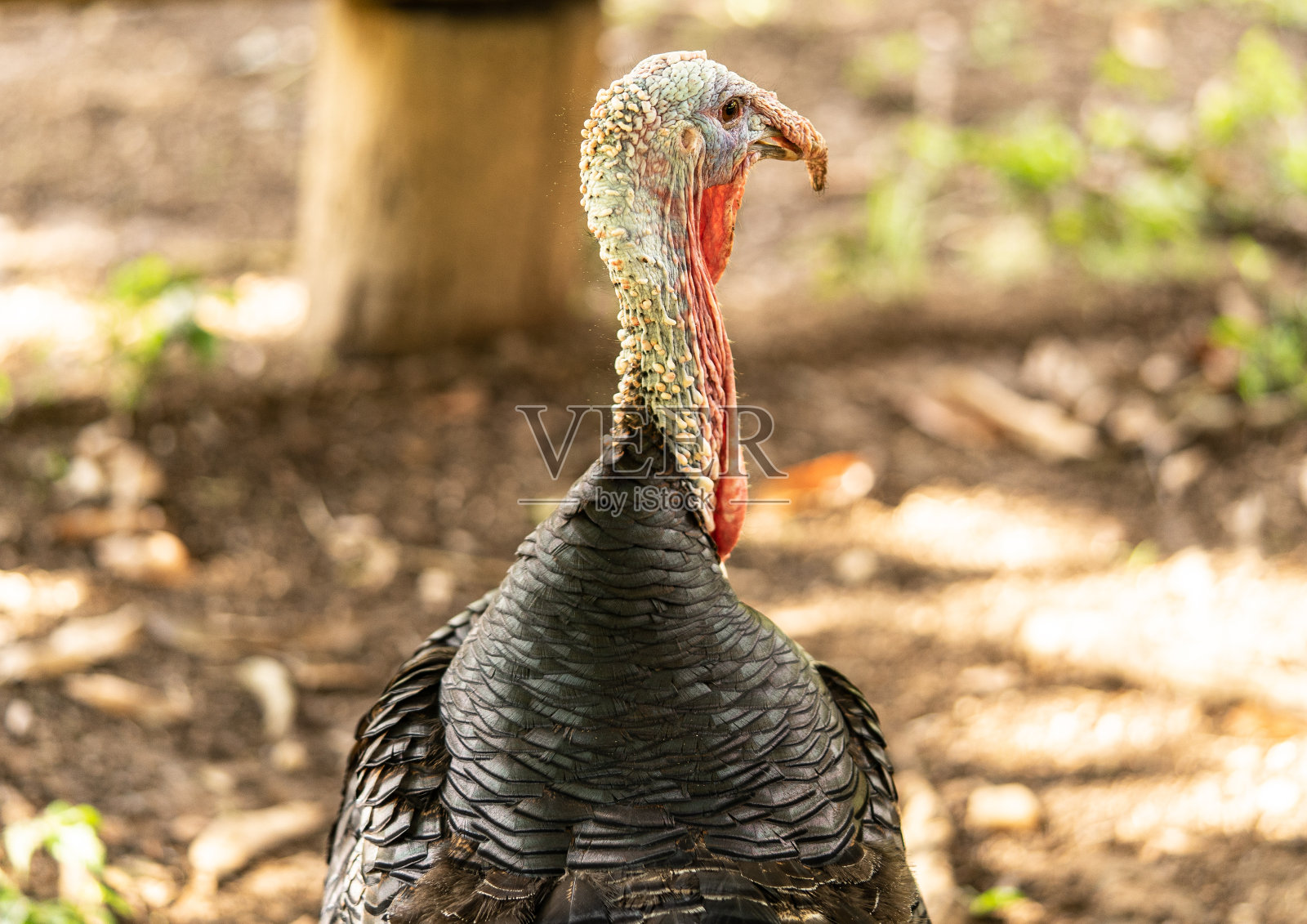 农场里的火鸡照片摄影图片