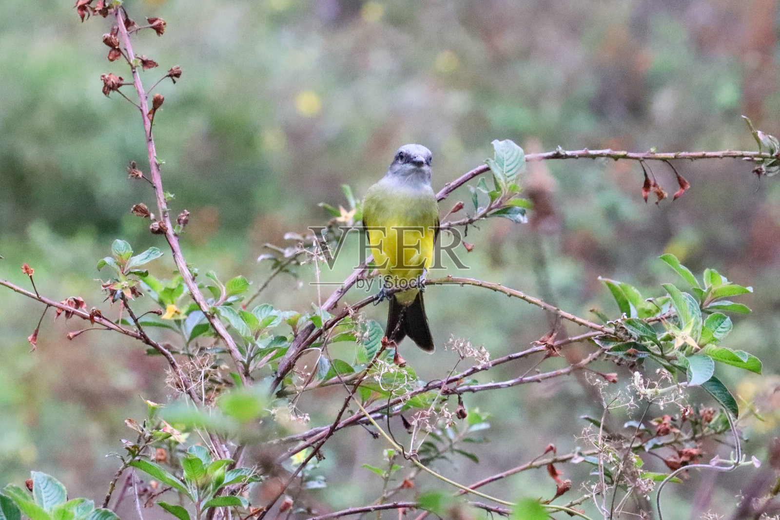 苏里里照片摄影图片