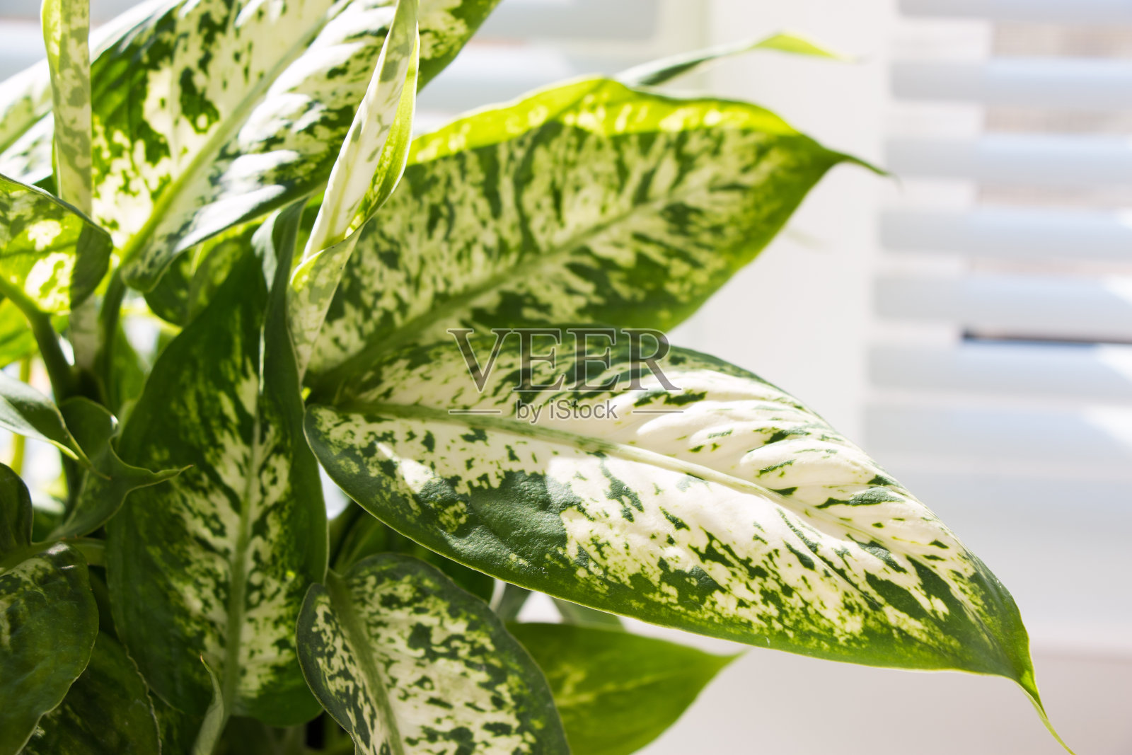 一种观赏植物白桦的叶子。照片摄影图片