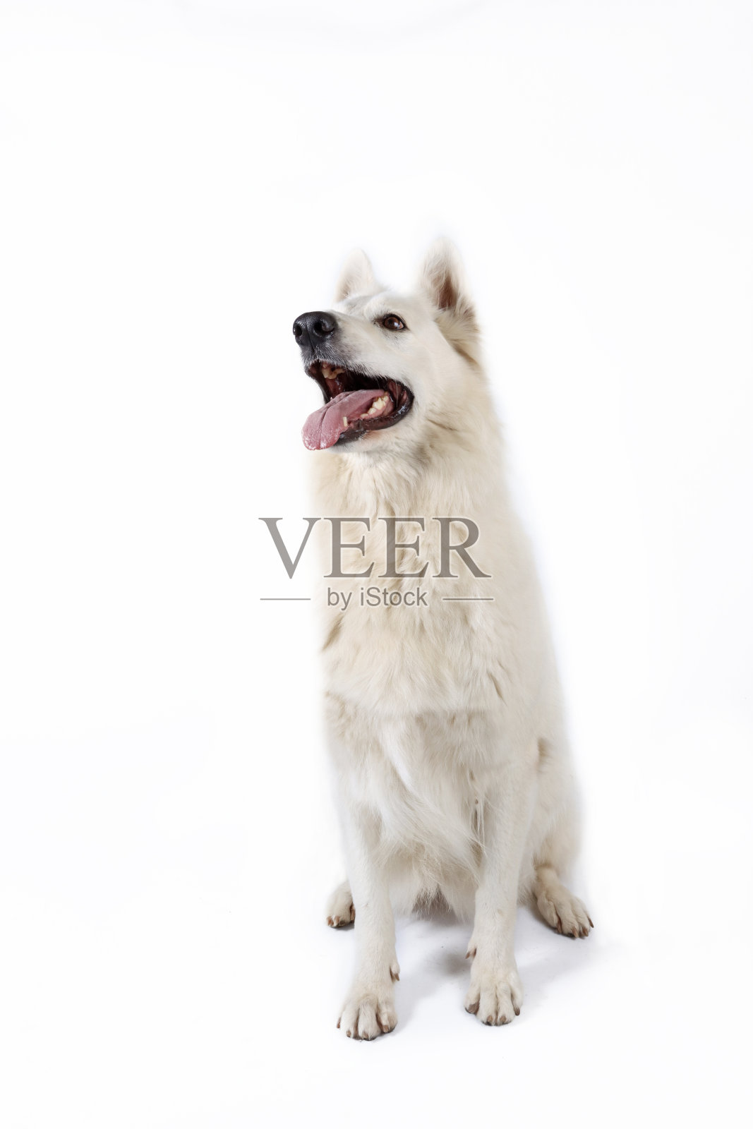 瑞士白牧羊人照片摄影图片