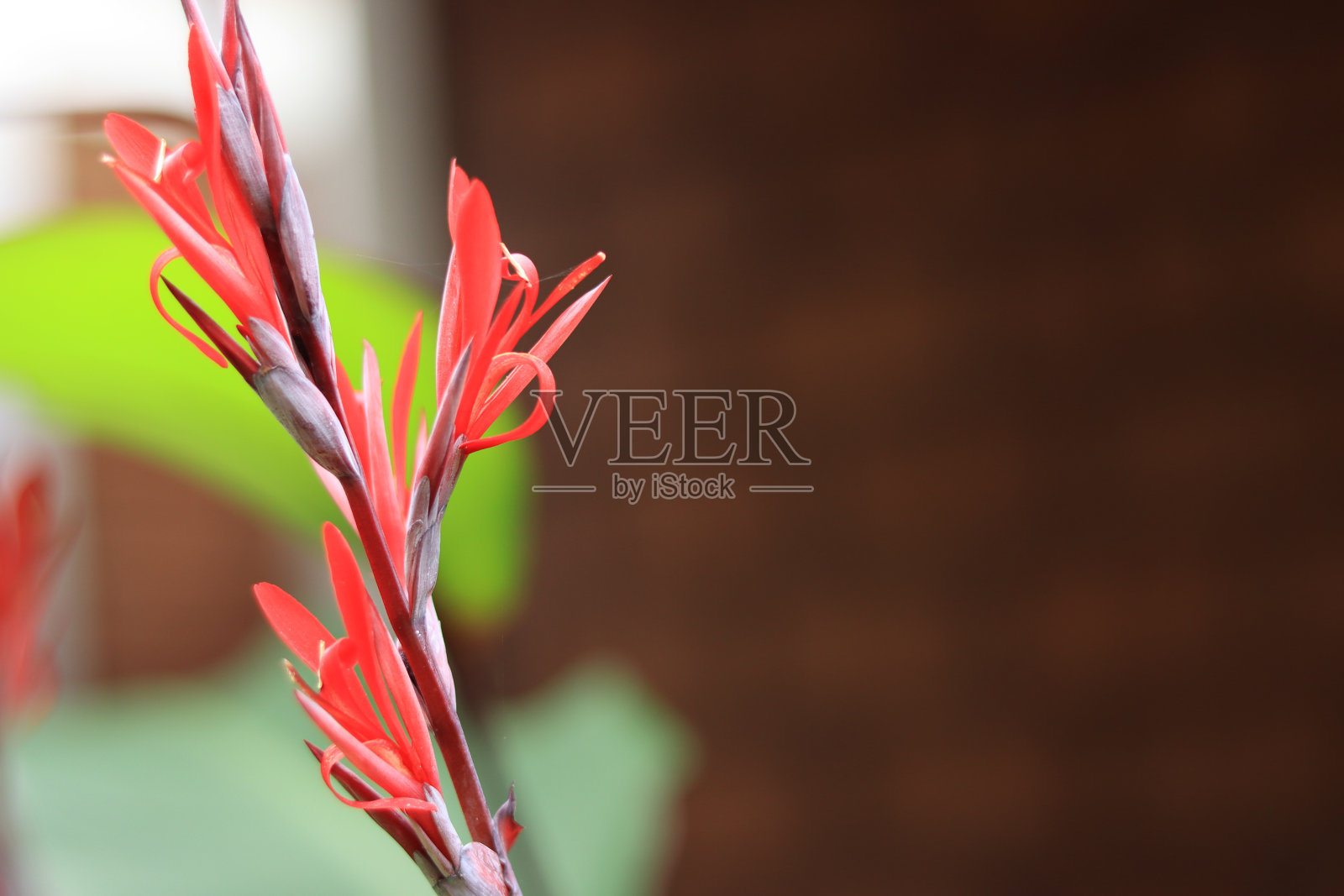 美人蕉郁金香或斯图加特螺旋花的一个孤立的观点，通常作为一种观赏性植物在家里。照片摄影图片