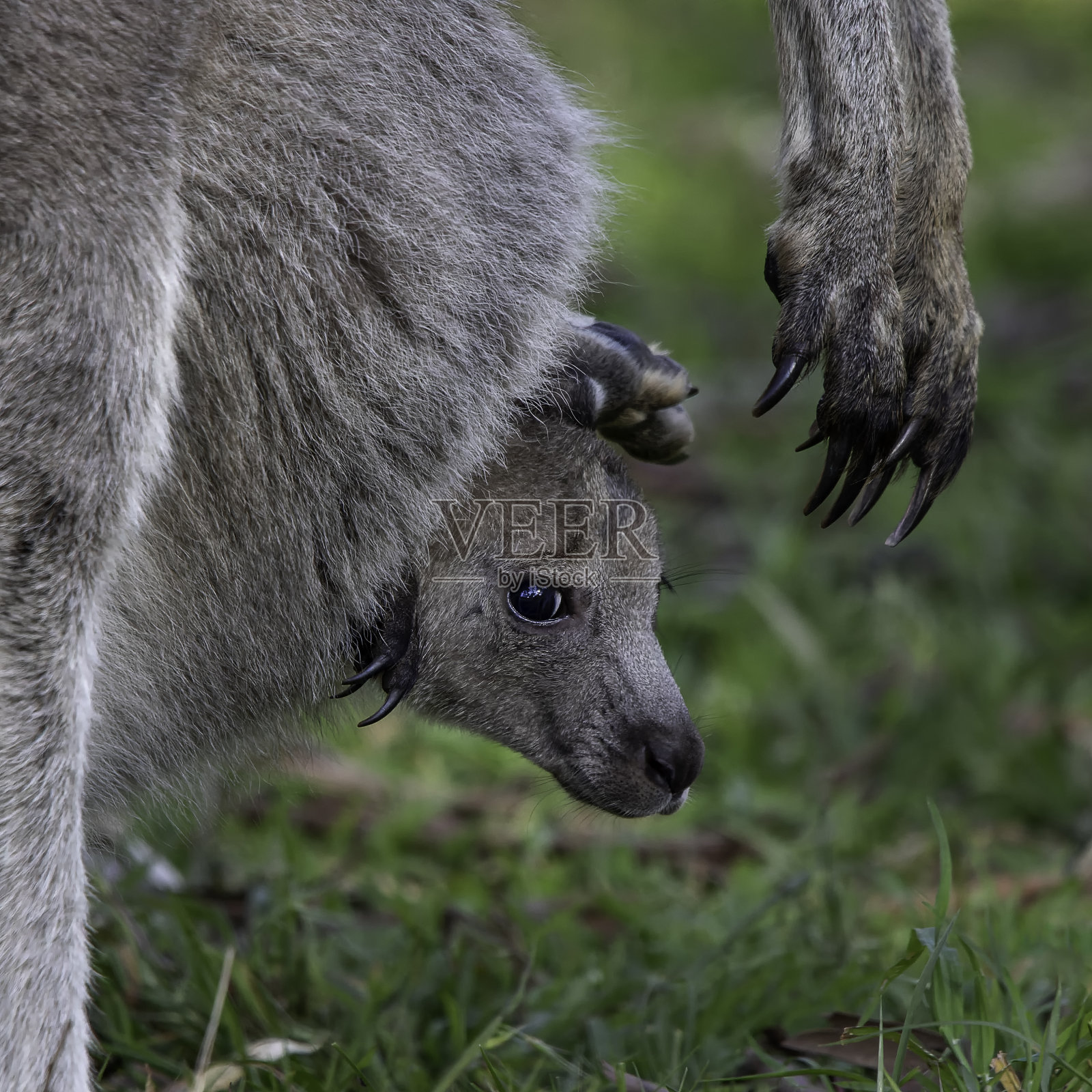 东部灰色袋鼠幼崽在育儿袋照片摄影图片
