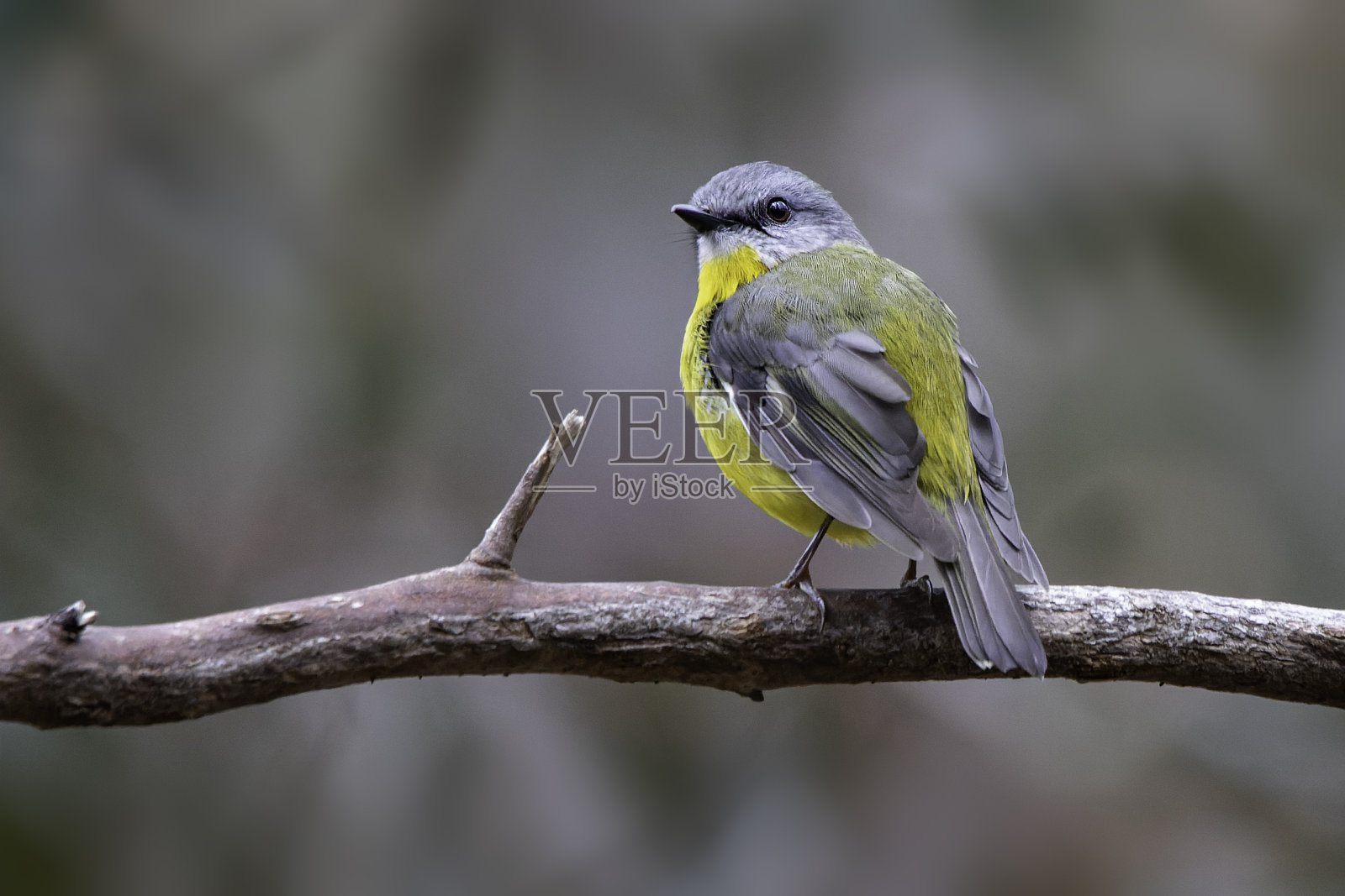 东黄知更鸟照片摄影图片