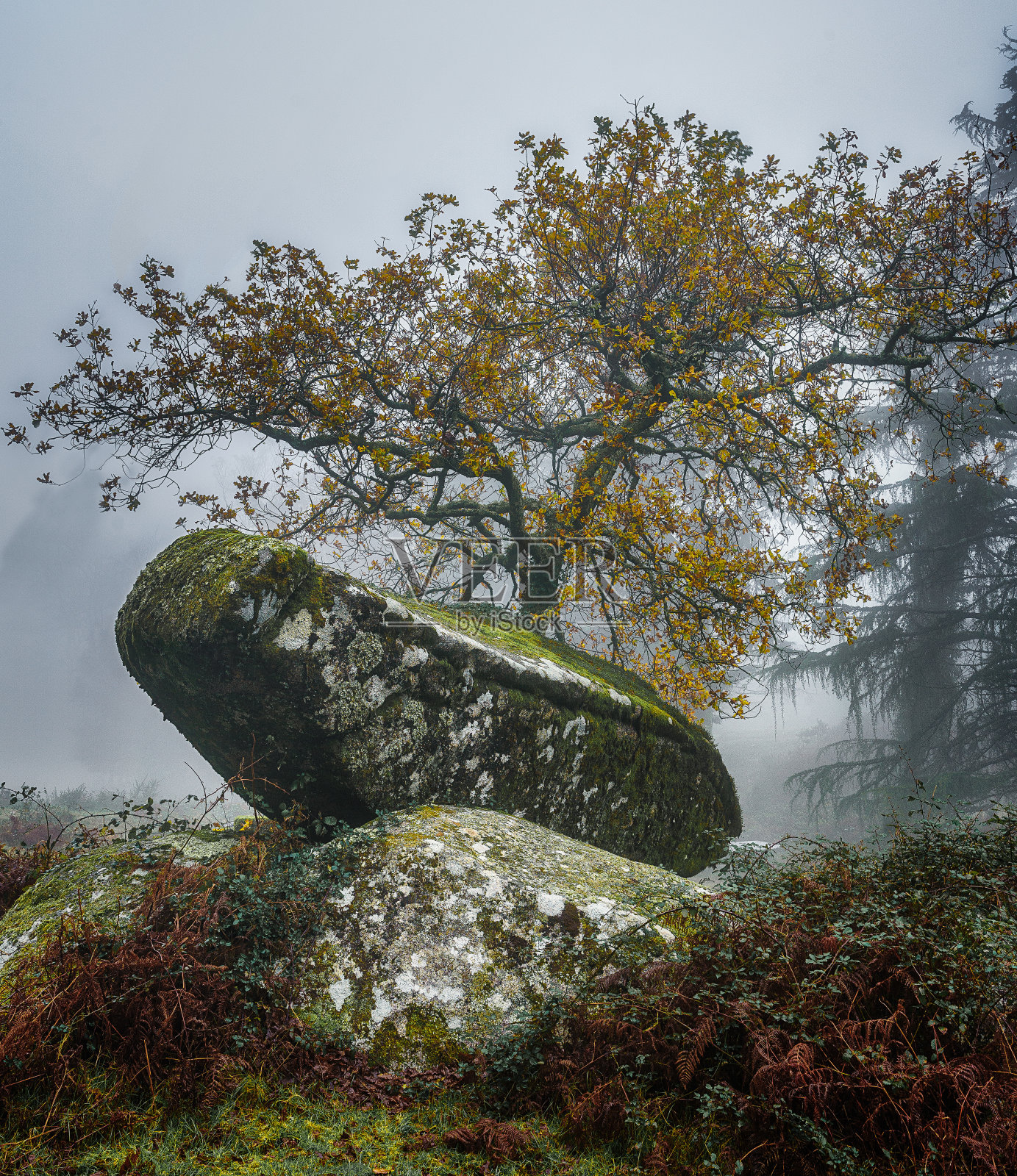 石树照片摄影图片