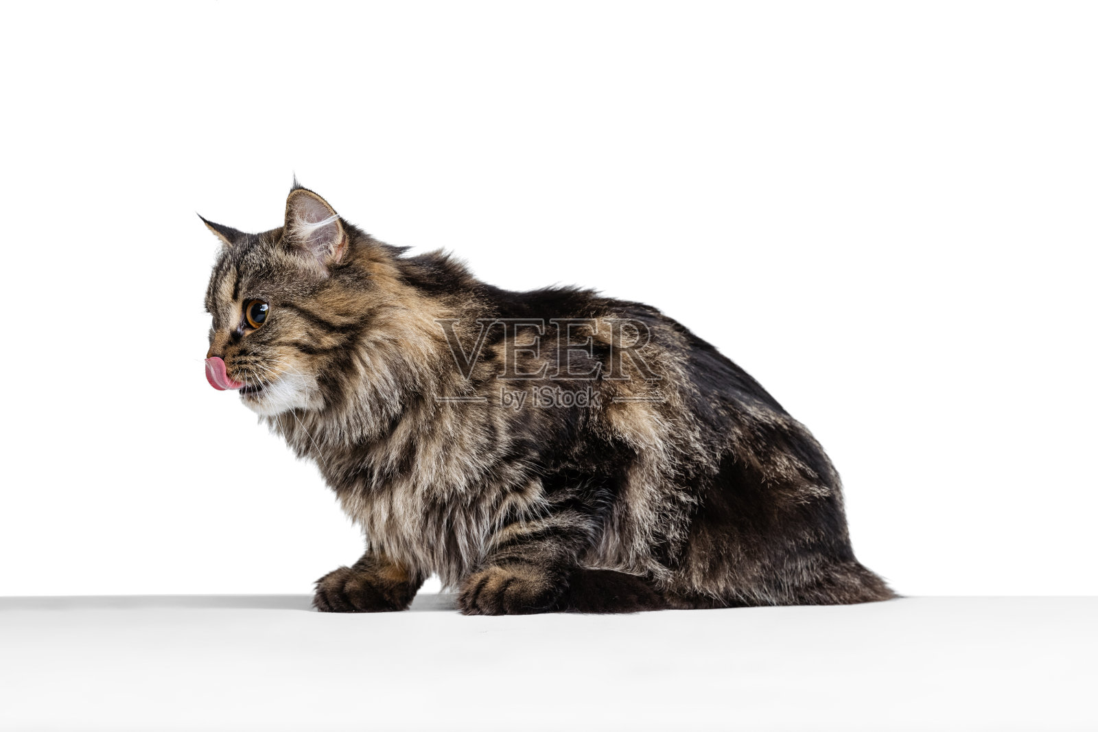 美丽优雅的西伯利亚猫的肖像坐在地板上孤立的白色工作室背景。动物的生活概念照片摄影图片