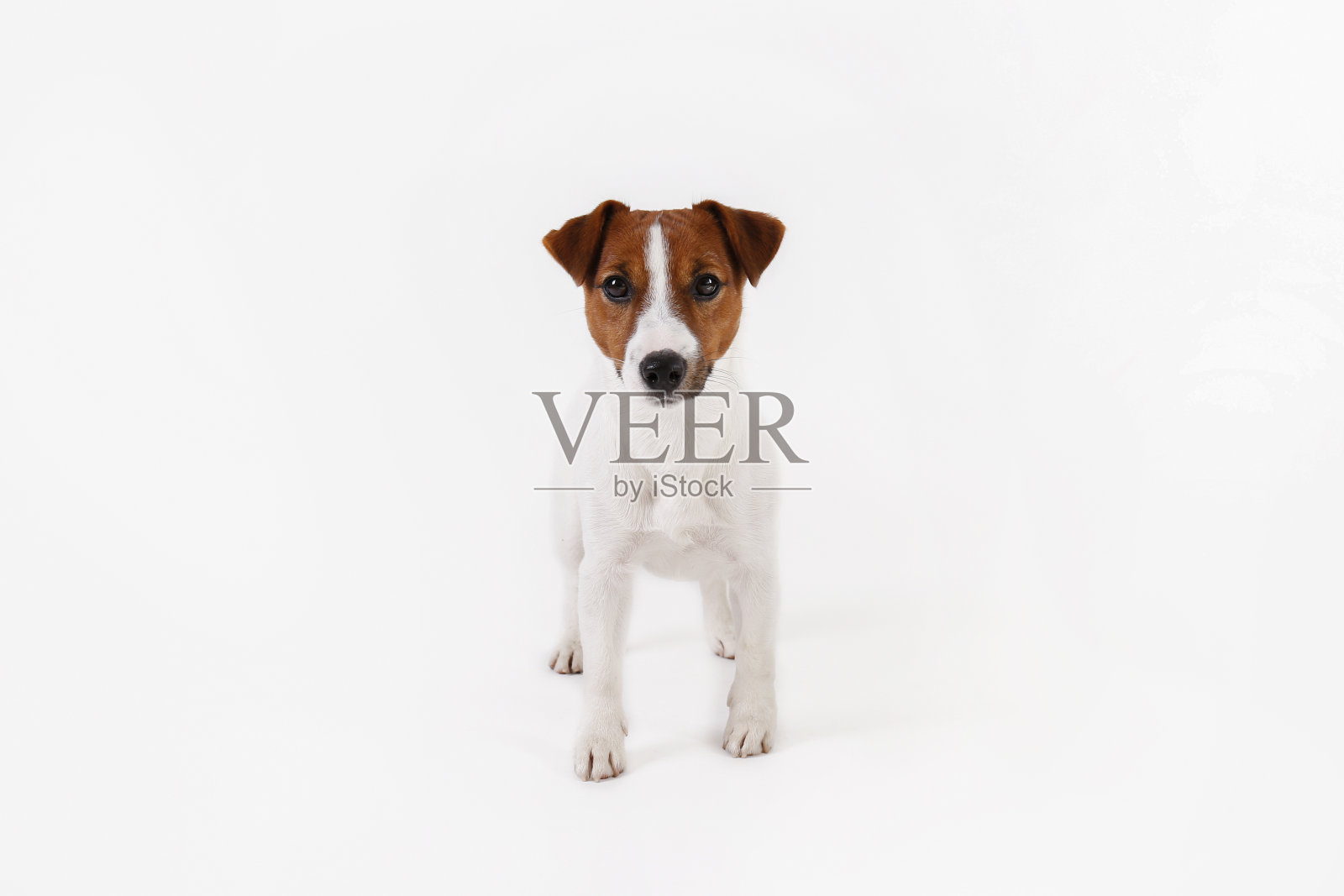 可爱的小狗。照片摄影图片