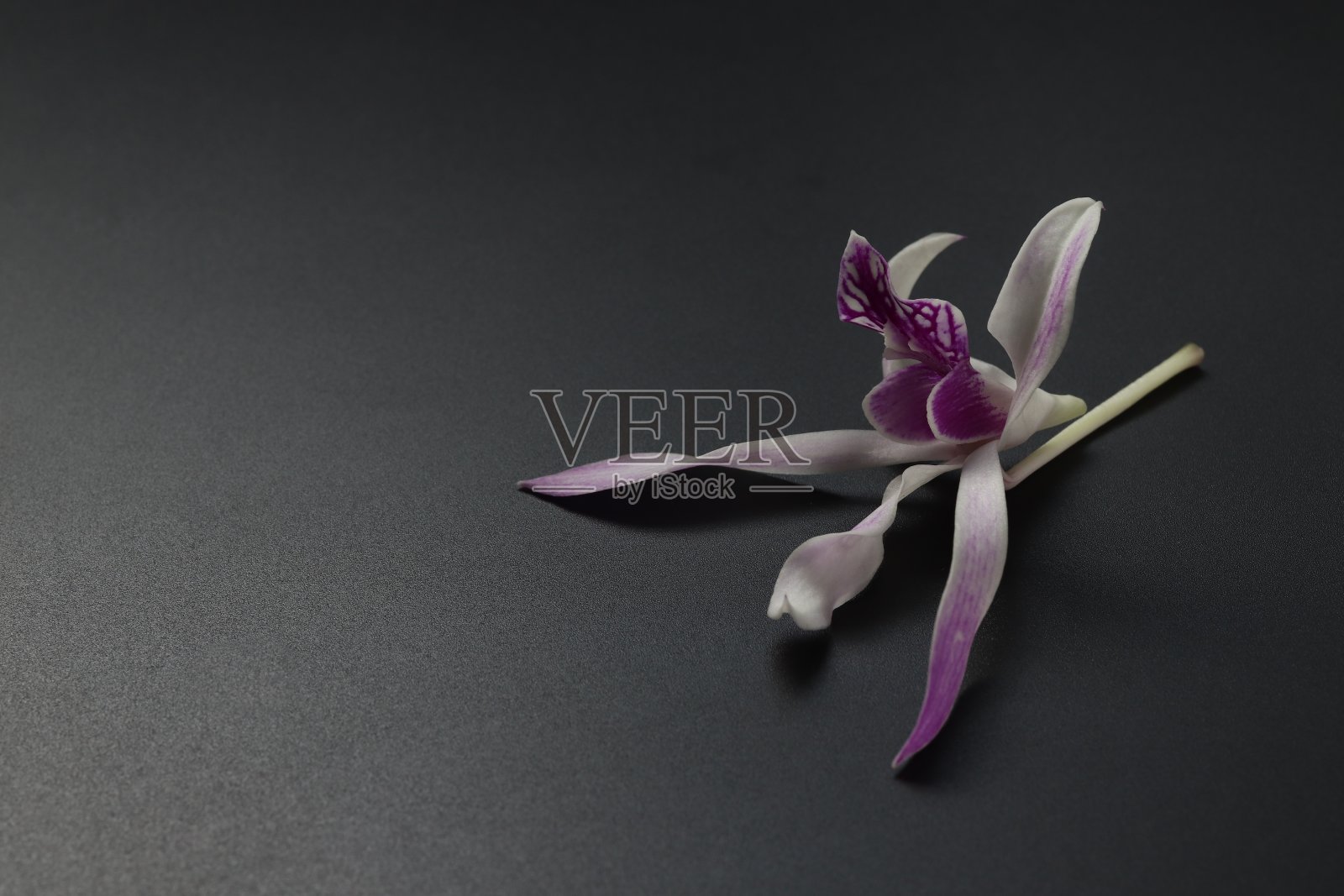 兰花在黑色背景上照片摄影图片