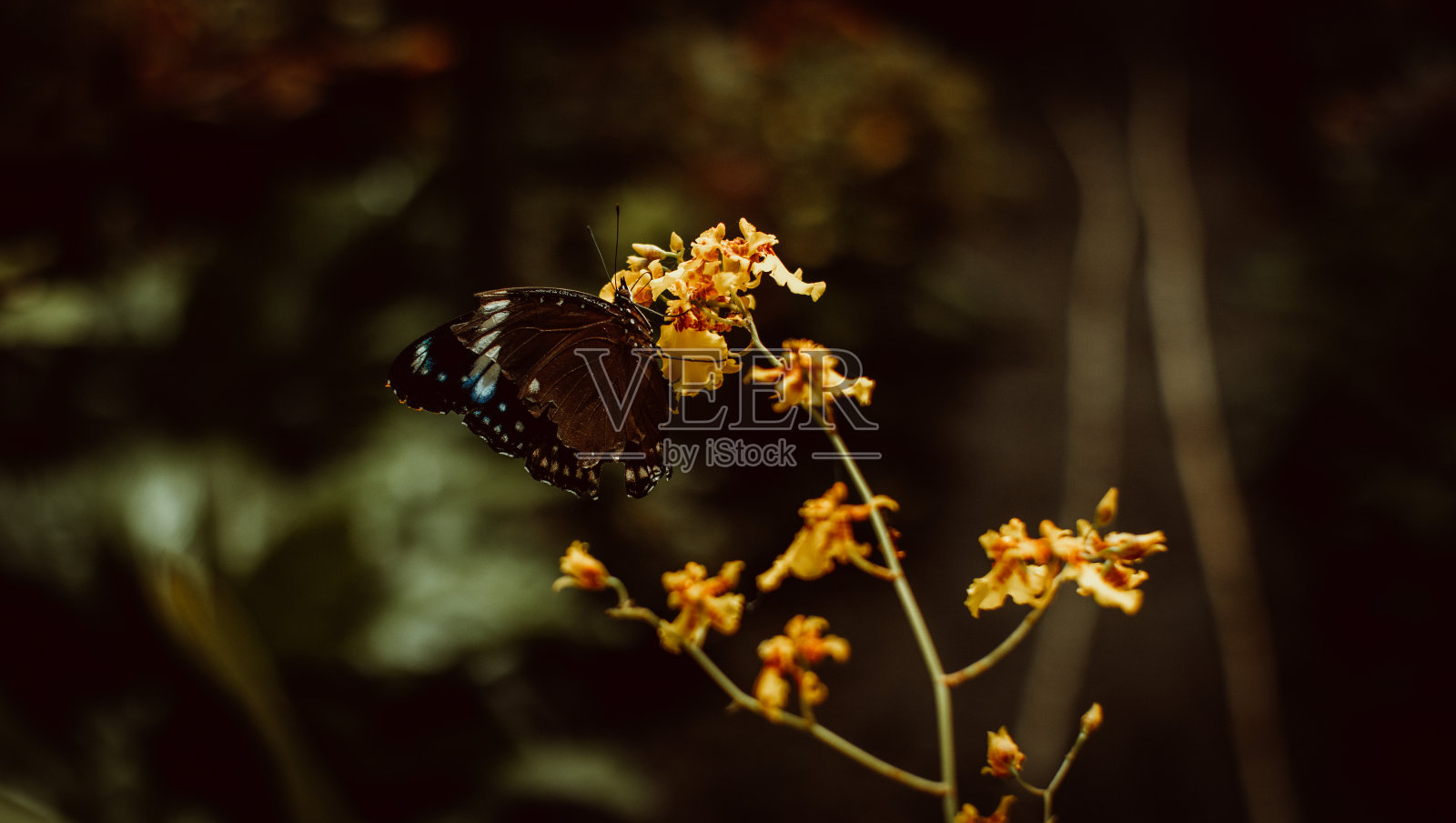 蝴蝶在花上照片摄影图片