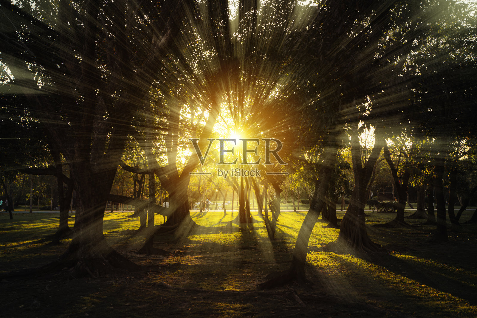 森林，树木，自然，绿木，阳光照片摄影图片