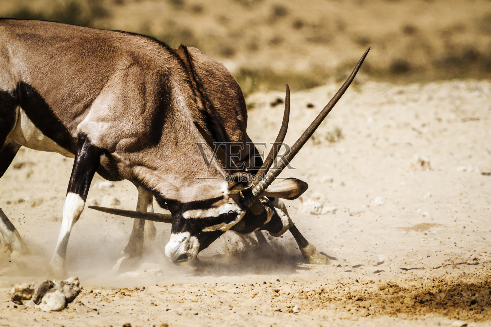 南非Kgalagadi跨国公园的南非羚羊照片摄影图片
