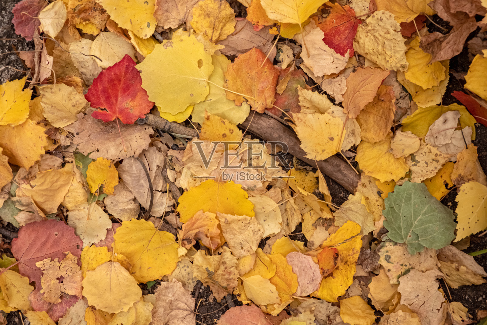 美丽的秋叶铺在地面上作为背景。彩色的干叶背景。照片摄影图片