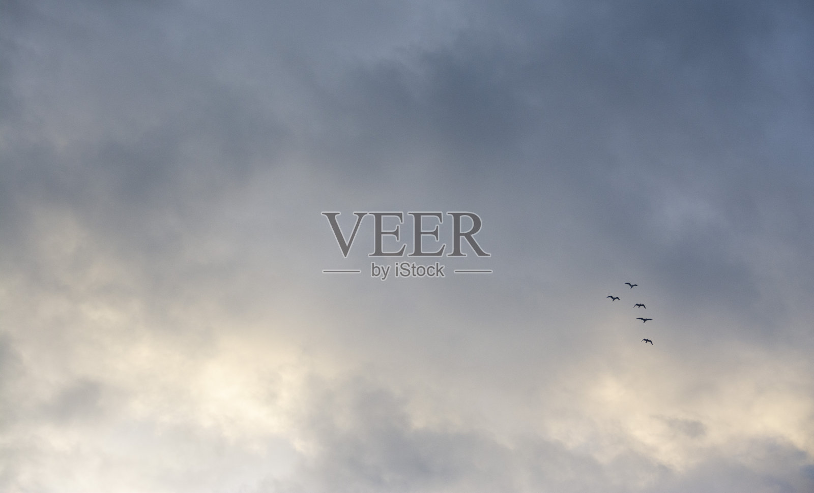 迁移照片摄影图片