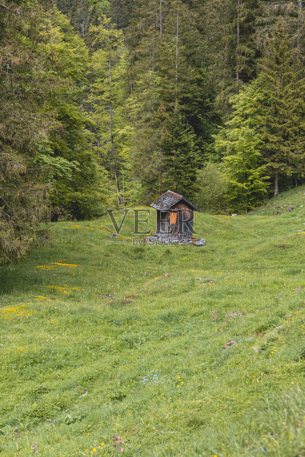 森林环绕的草地上的一间小木屋照片摄影图片