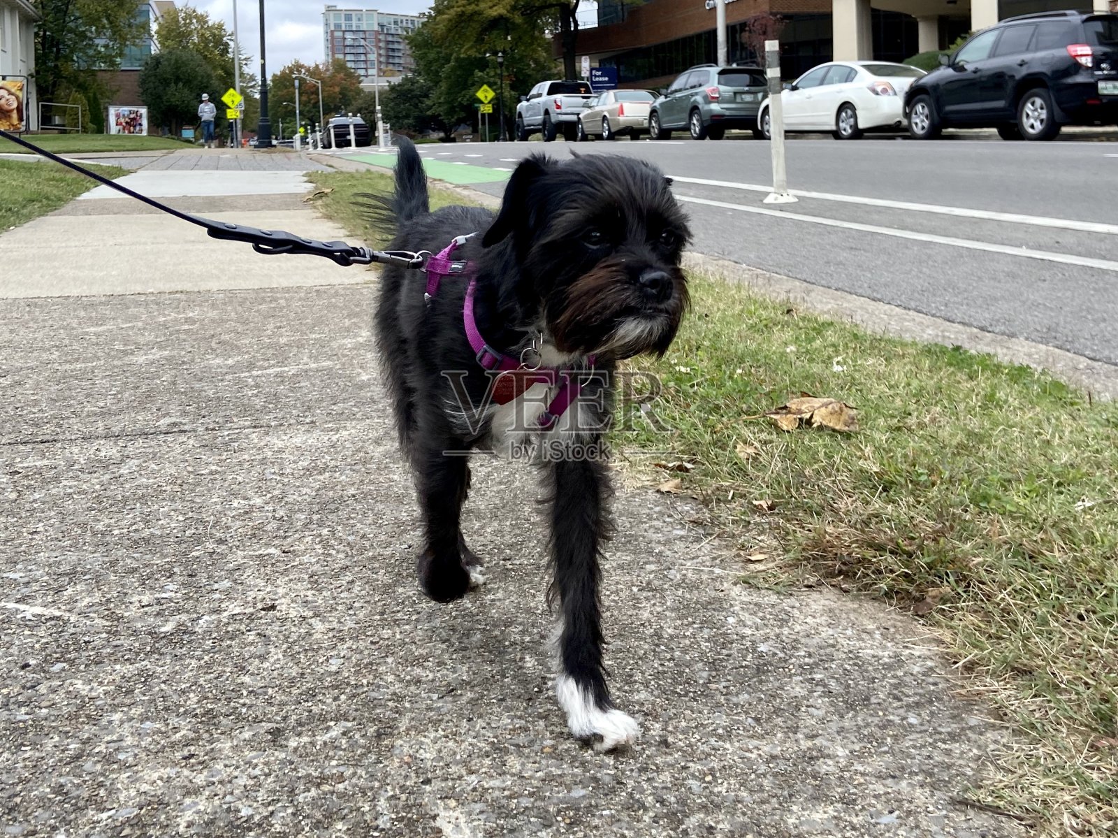 快乐的狗在散步照片摄影图片