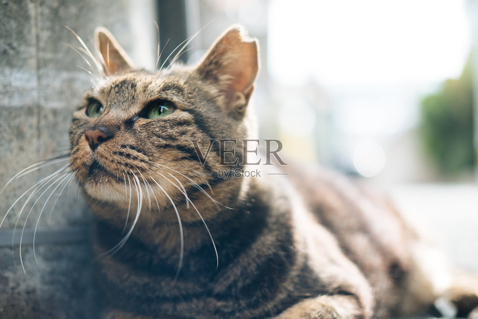 街上昏昏欲睡的虎斑猫照片摄影图片