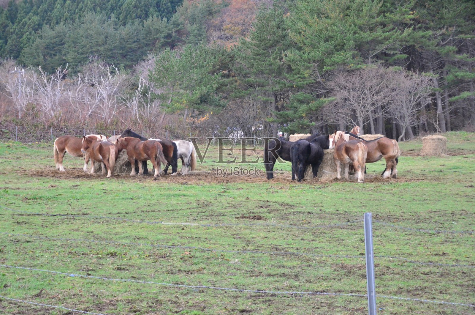 日本北部青森县Mutsu镇的shiryasaki灯塔。照片摄影图片