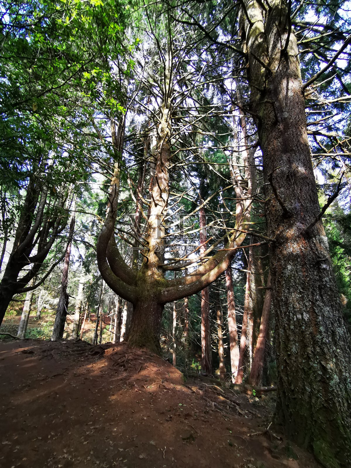 美丽的自然和远足的小径。照片摄影图片