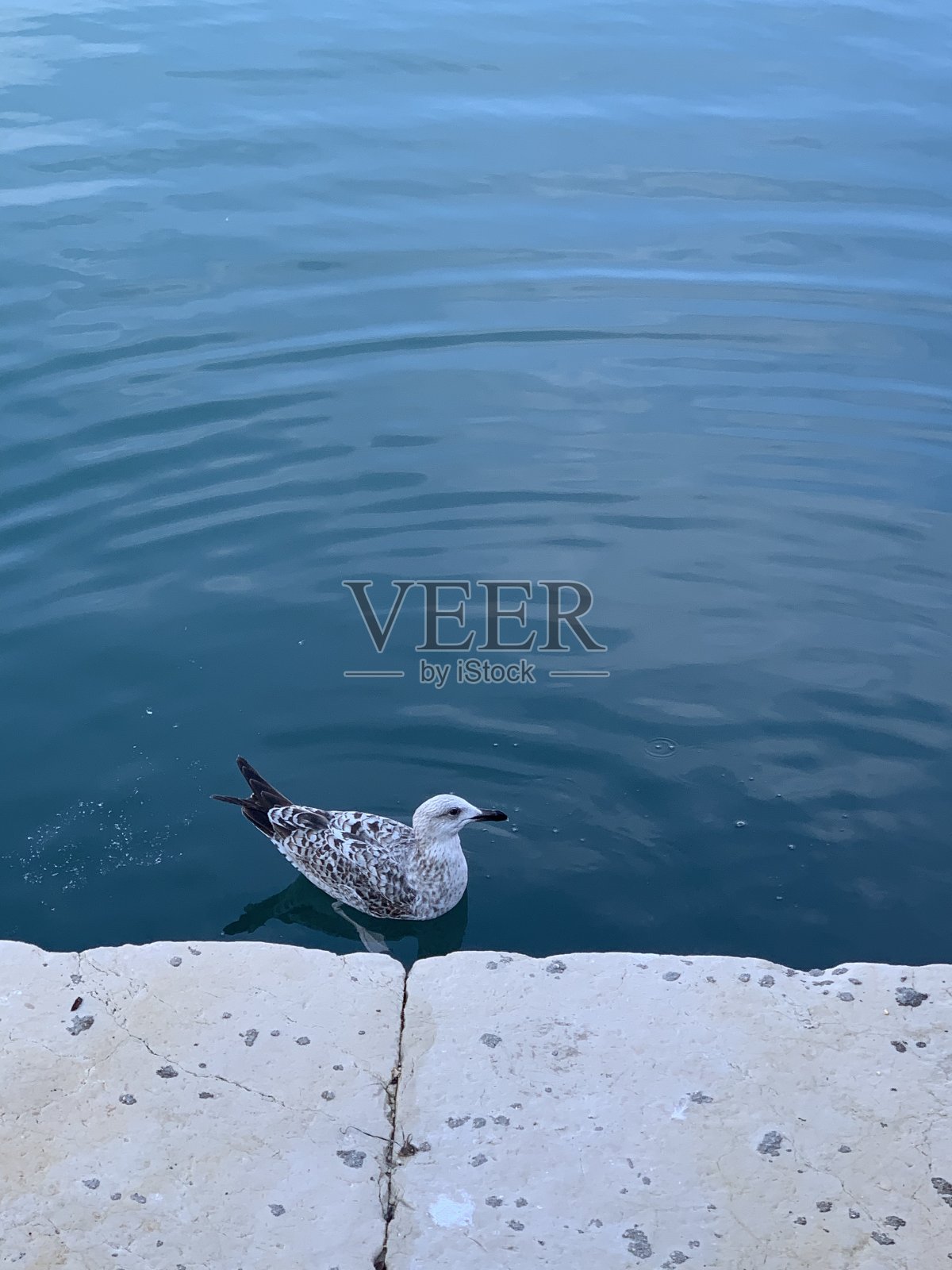 海鸥威尼斯照片摄影图片