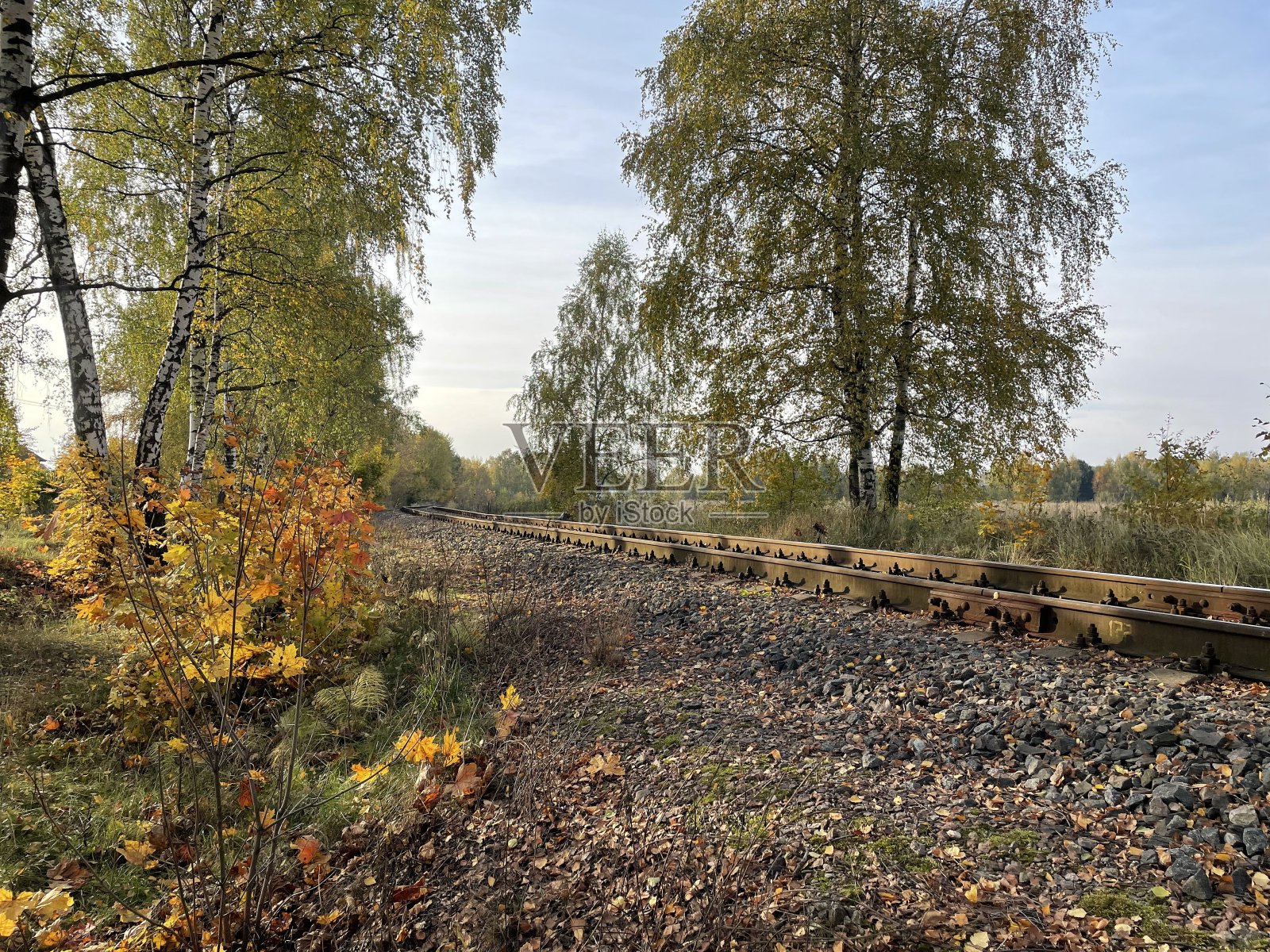 铁轨在森林中间，田野里有树木照片摄影图片