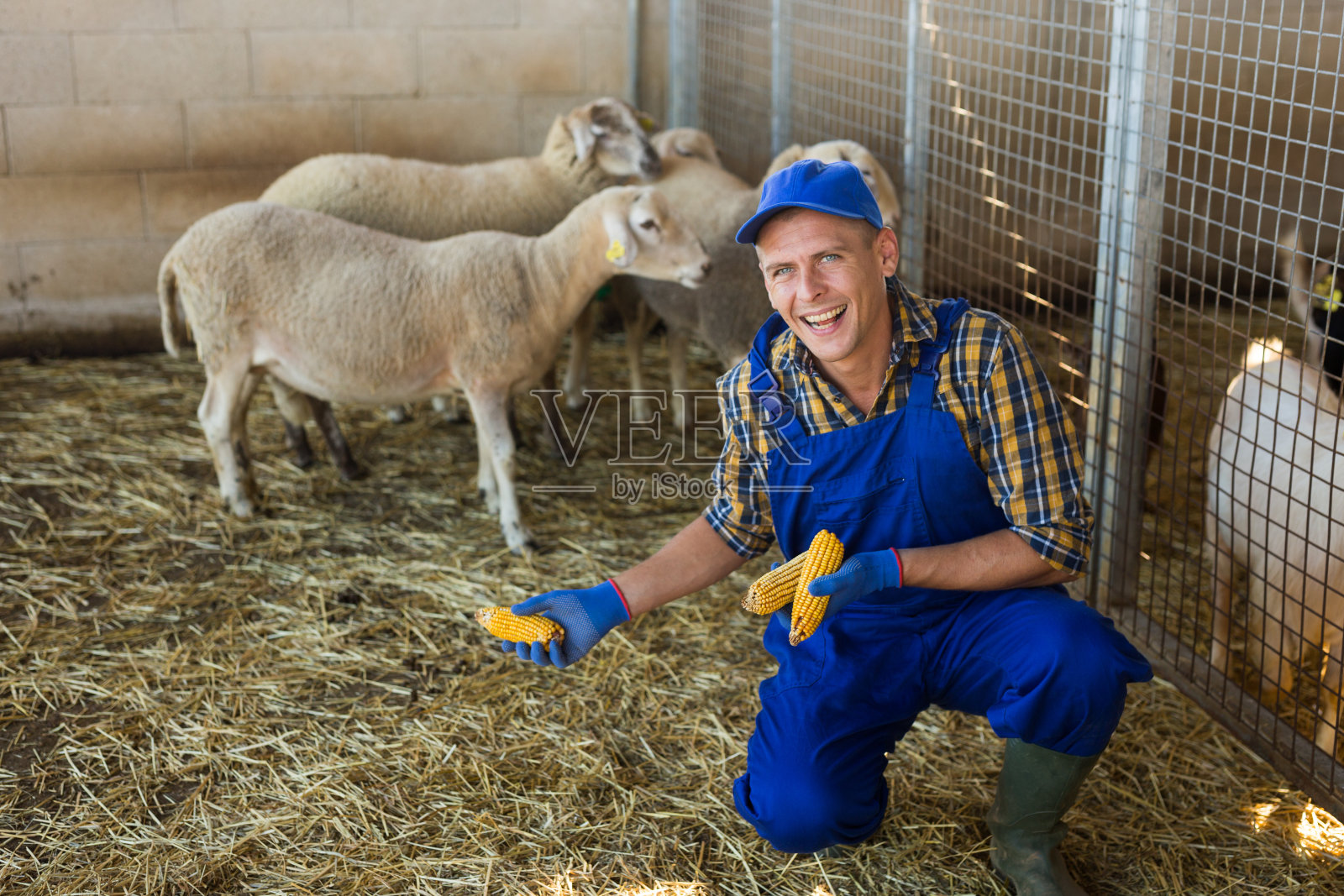 农民在谷仓里喂羊照片摄影图片