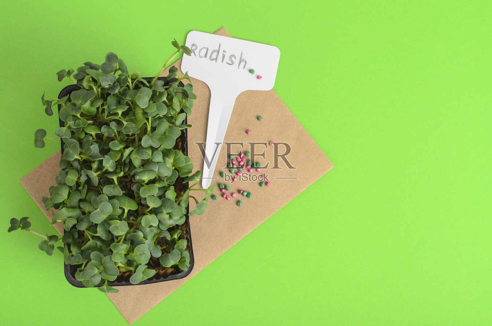 种植在。用萝卜种子包好。种植植物的园艺工具照片摄影图片