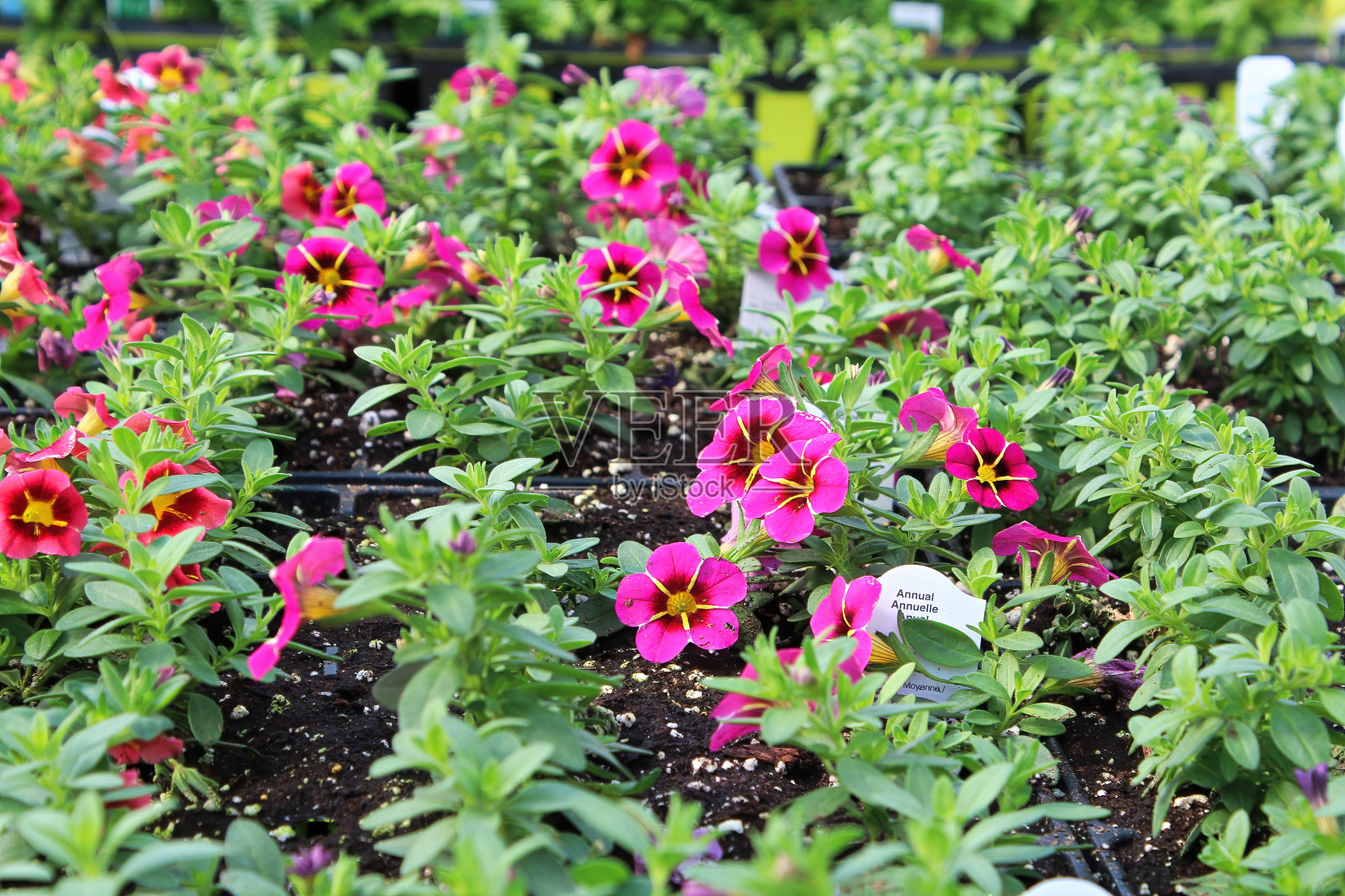 在温室里，成排的矮牵牛花生长在土壤里照片摄影图片
