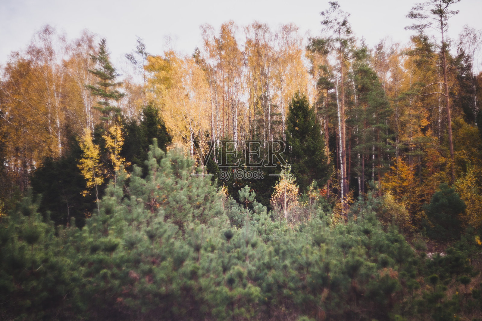 秋天的森林照片摄影图片