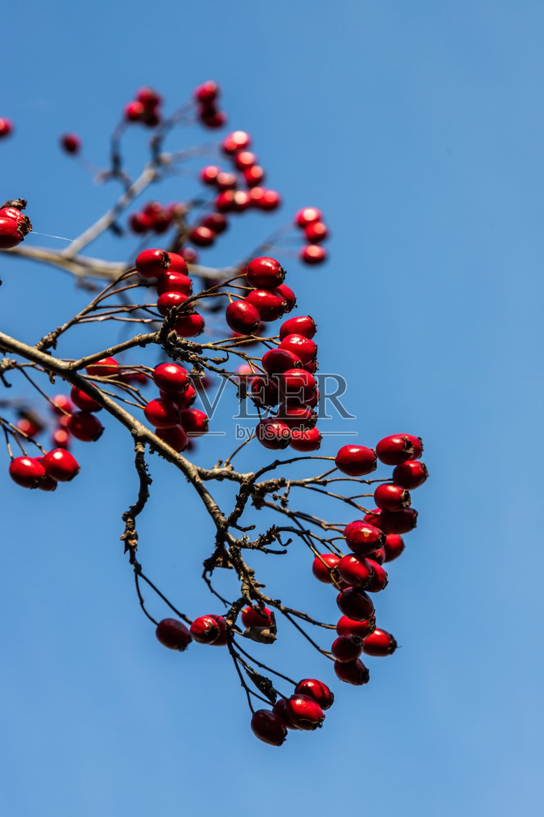熟透的山楂枝在阳光明媚的秋日，合拢照片摄影图片