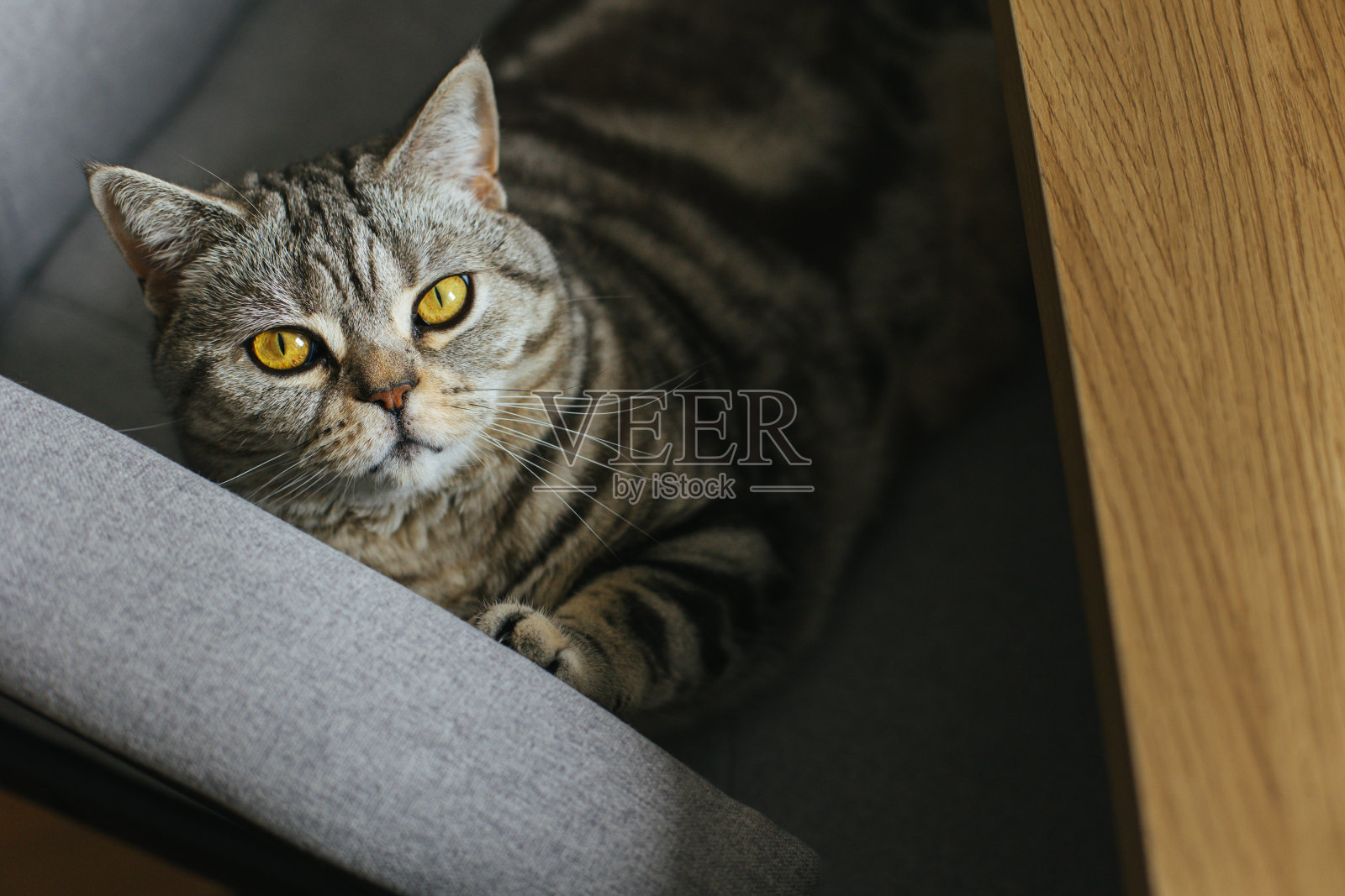 一张滑稽的猫(苏格兰直猫品种)坐在书桌旁的椅子上。照片摄影图片