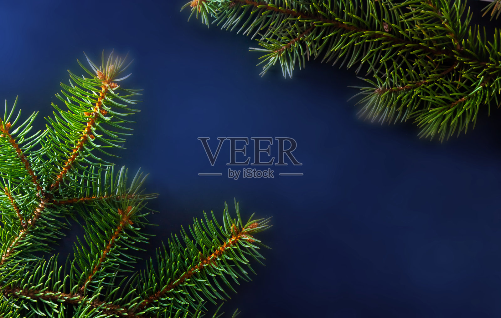 圣诞绿色云杉枝孤立在黑色背景照片摄影图片