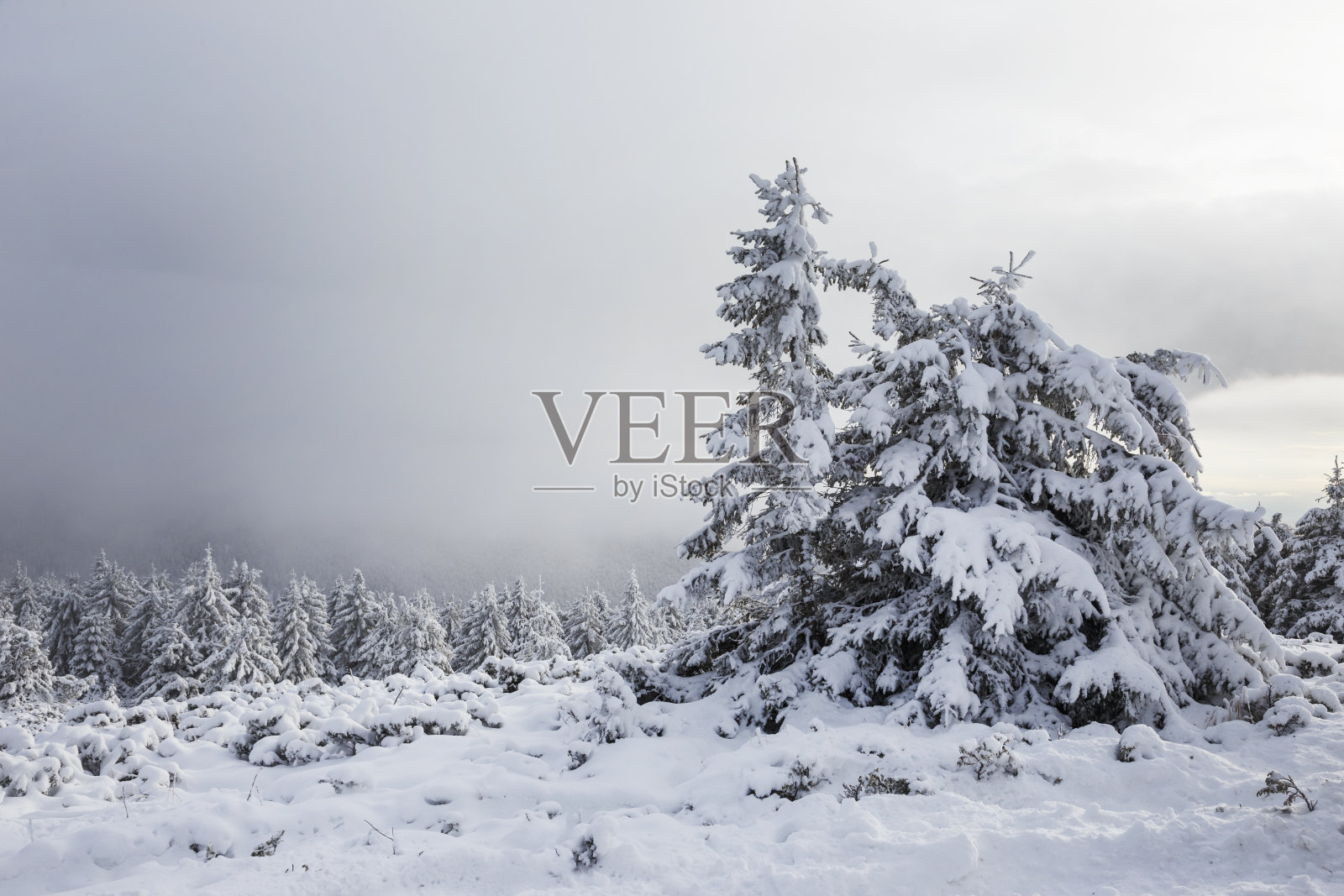 美丽的雪山松林，冬天的风景照片摄影图片