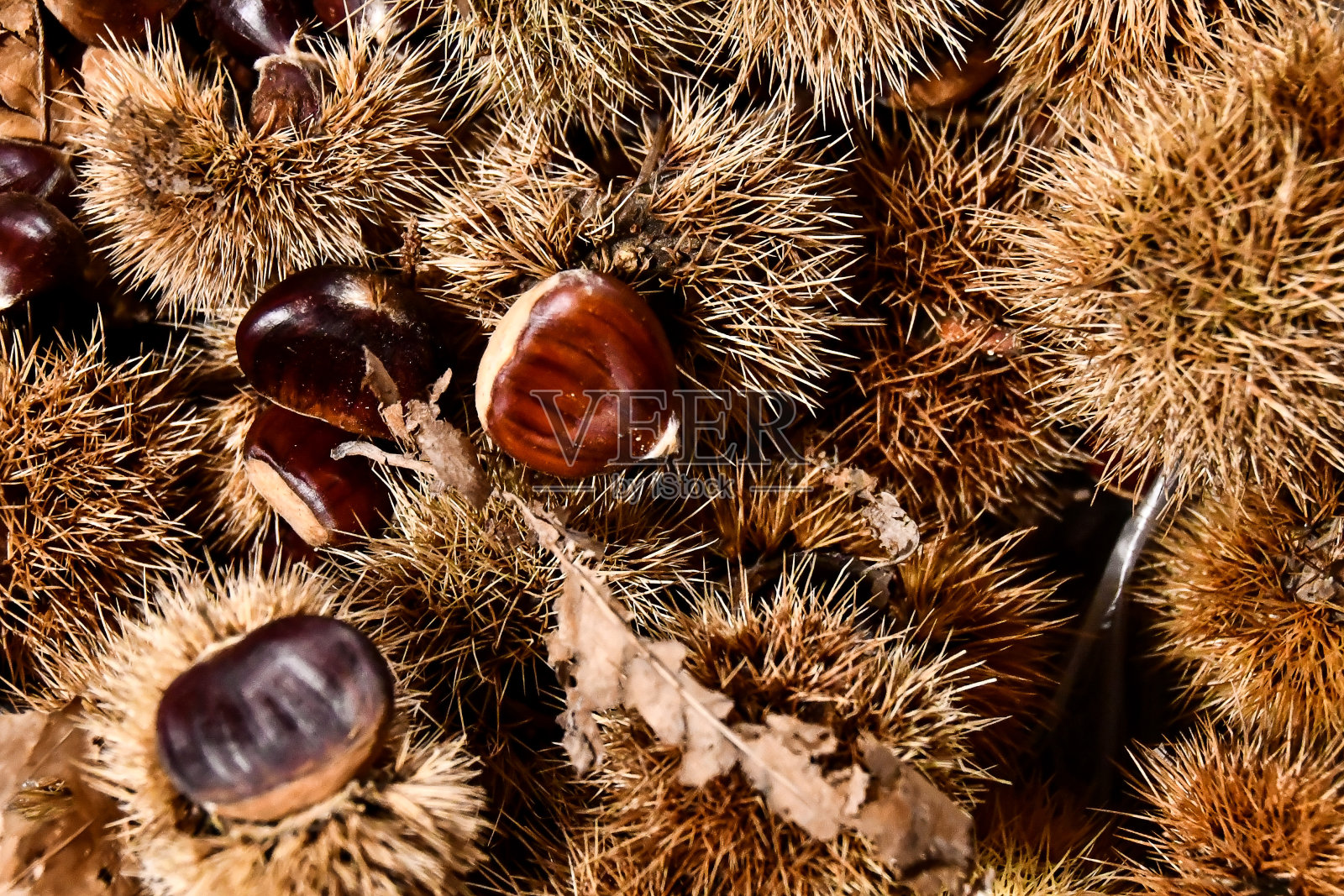 以板栗为背景，数码照片为图片为背景照片摄影图片