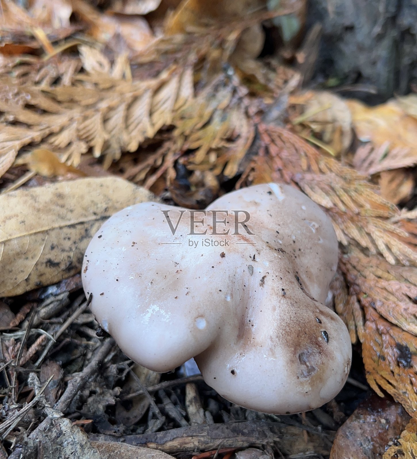 针叶林中白刺蘑的特写镜头照片摄影图片