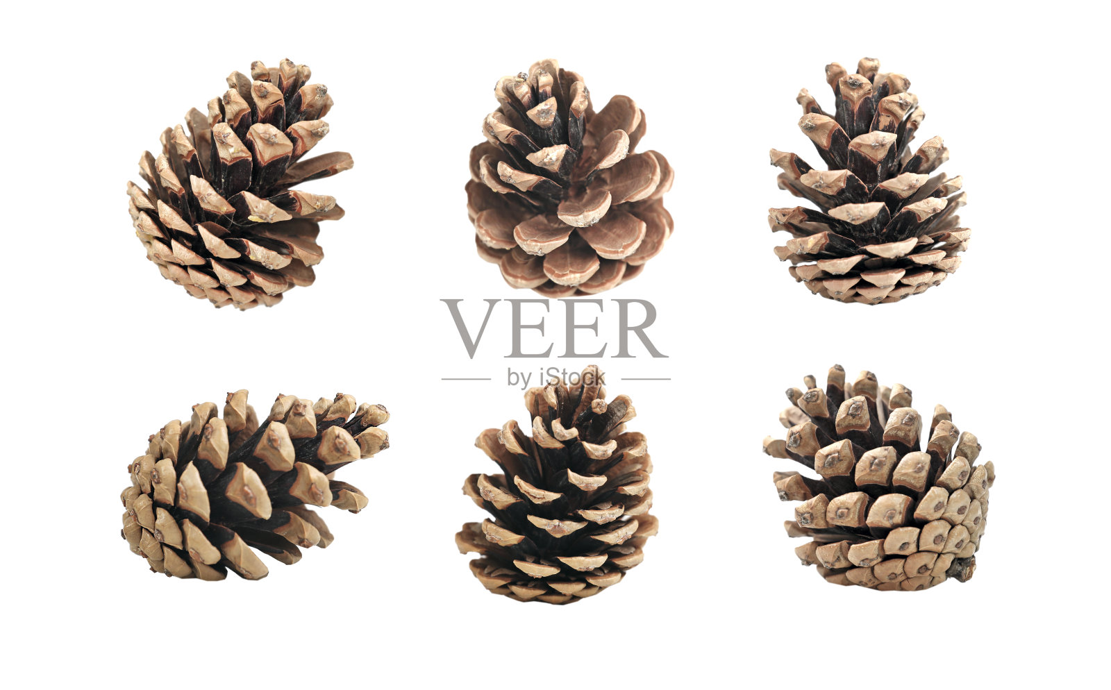 在白色上分离的松果。各种各样的锥套。照片摄影图片